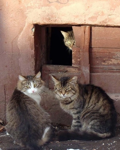 Кошки в подвале многоквартирного дома. Куда обращаться?
